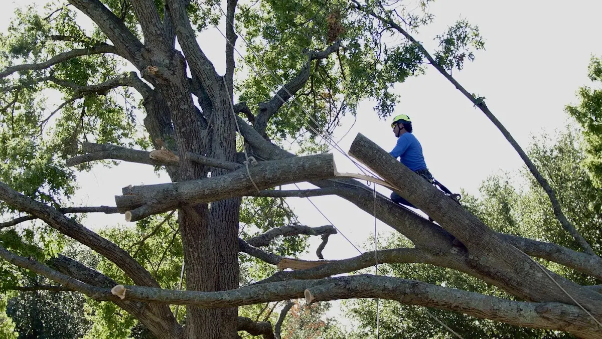 Professional Hazardous Tree Removal performed by certified arborists in La Rue